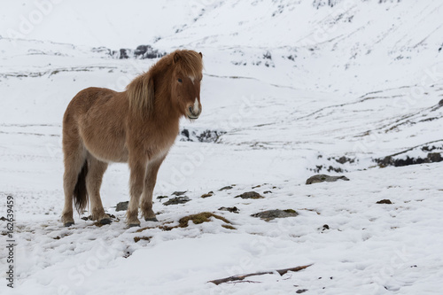 Icelandic pony standing in snow covered field.