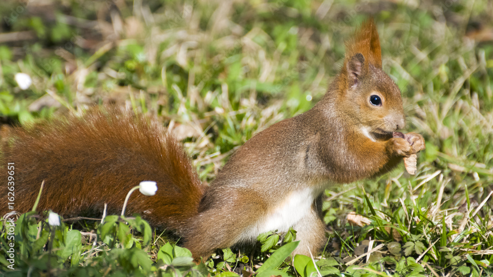 Eichhörnchen