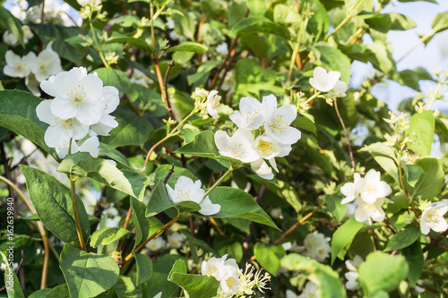 Philadelphus / Mock-Orange / English dogwood Plant in sunny weather