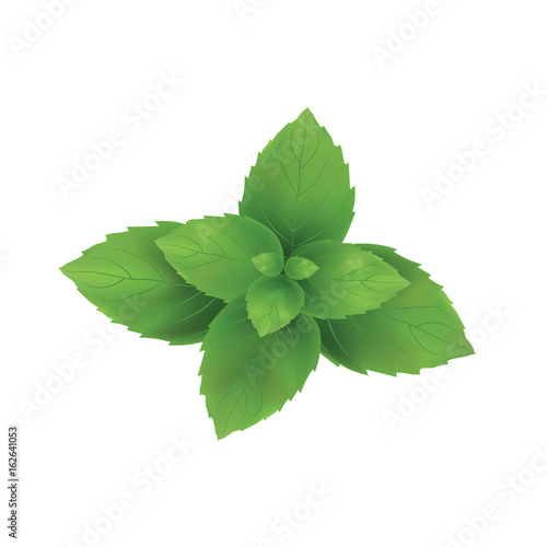 Mint vector illustration. Mint leaves green.