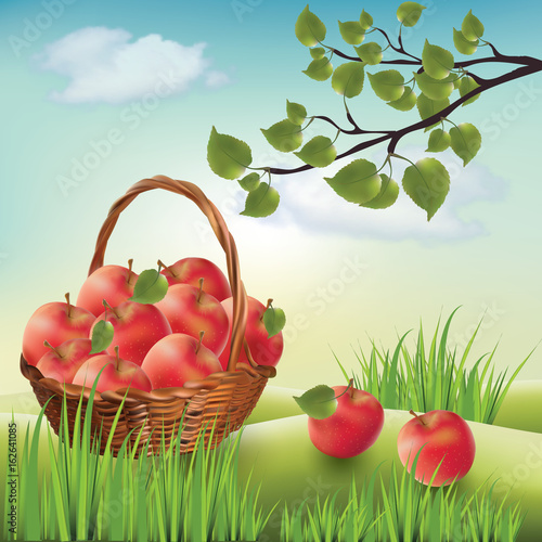 Basket with apples. Landscape lawn, apple tree.