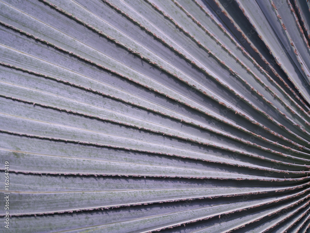 Texture of The Bismarck Palm Texture of The Bismarck Palm