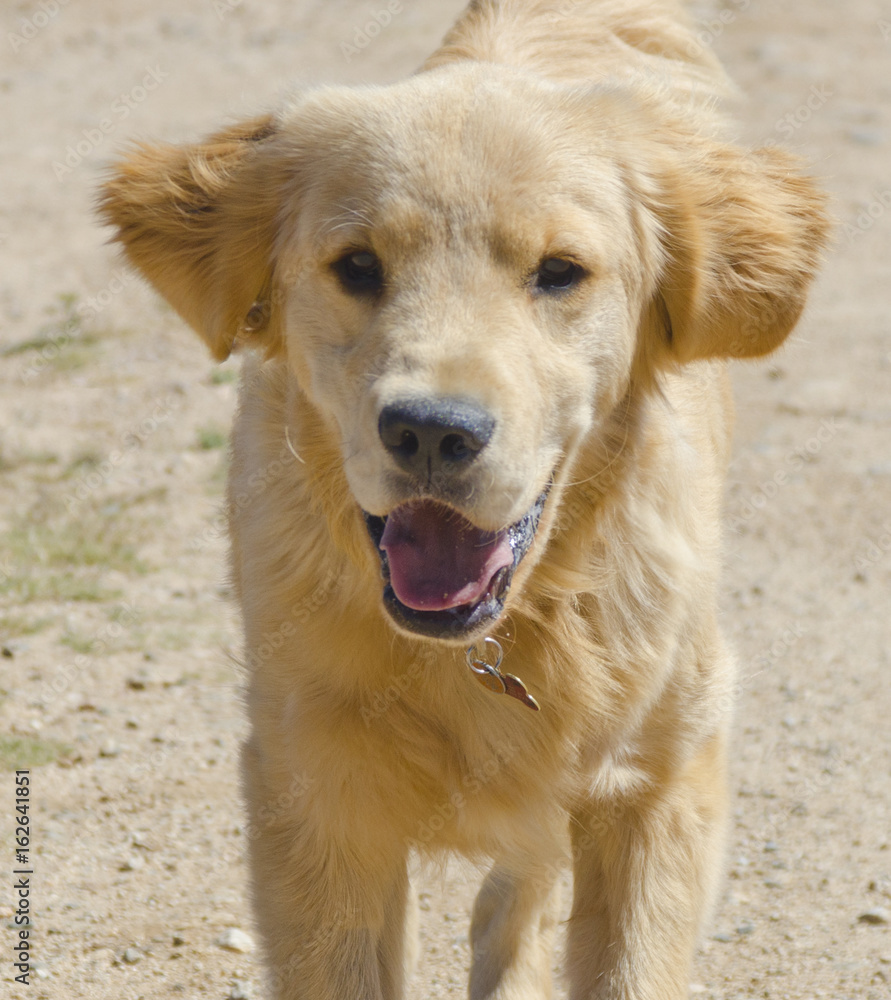 Golden Retriever Puppy Running Toward Camera Golden Retriever Puppy Running Toward Camera