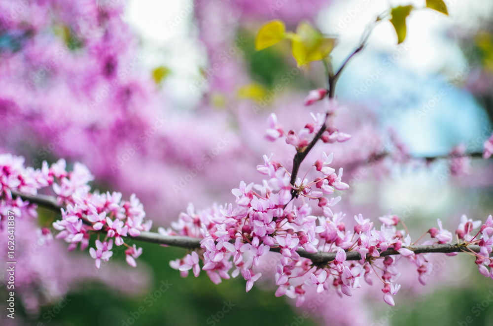 Purple Spring Blossom. Cercis Canadensis or Eastern Redbud Purple Spring Blossom. Cercis Canadensis or Eastern Redbud
