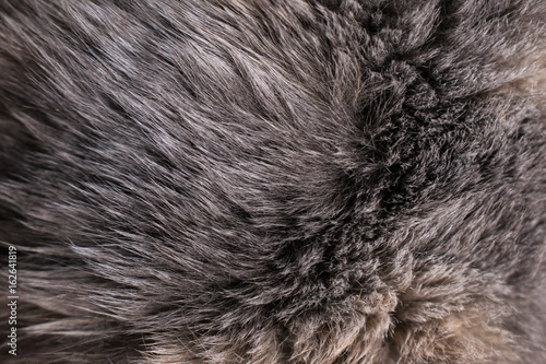 The cat's fur. Grey fur. Dark background