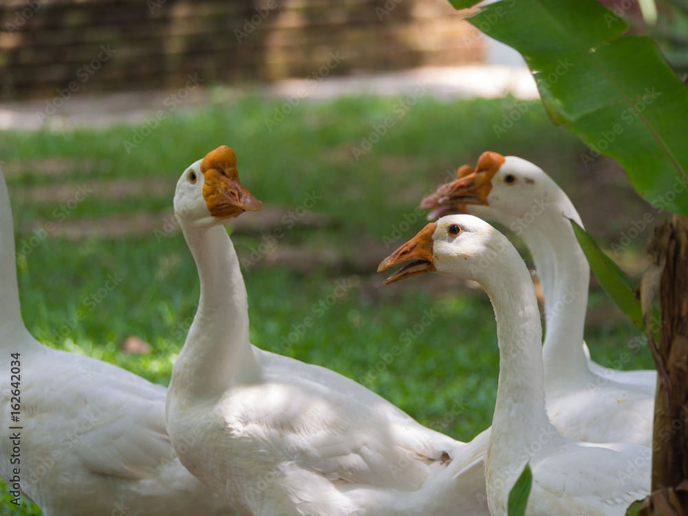 Obraz premium Several Geese are Talking