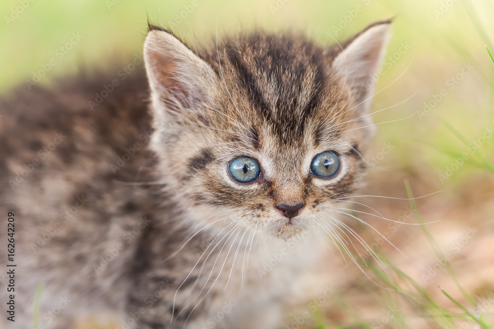 gray little kitten in the grass