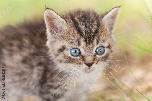 gray little kitten in the grass © Elroi
