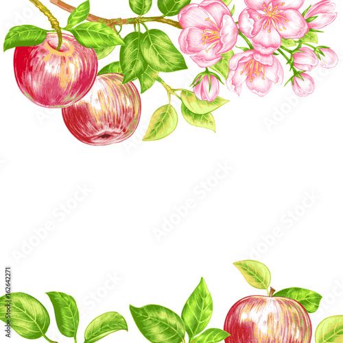 Vector seamless pattern with apple blossom.