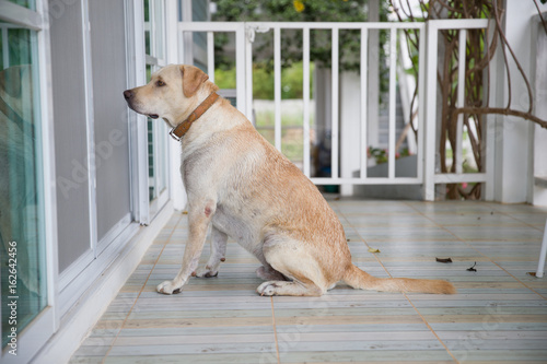 A dog is waiting to enter a house