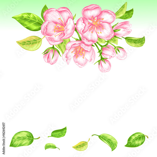 Vector seamless pattern with apple blossom.