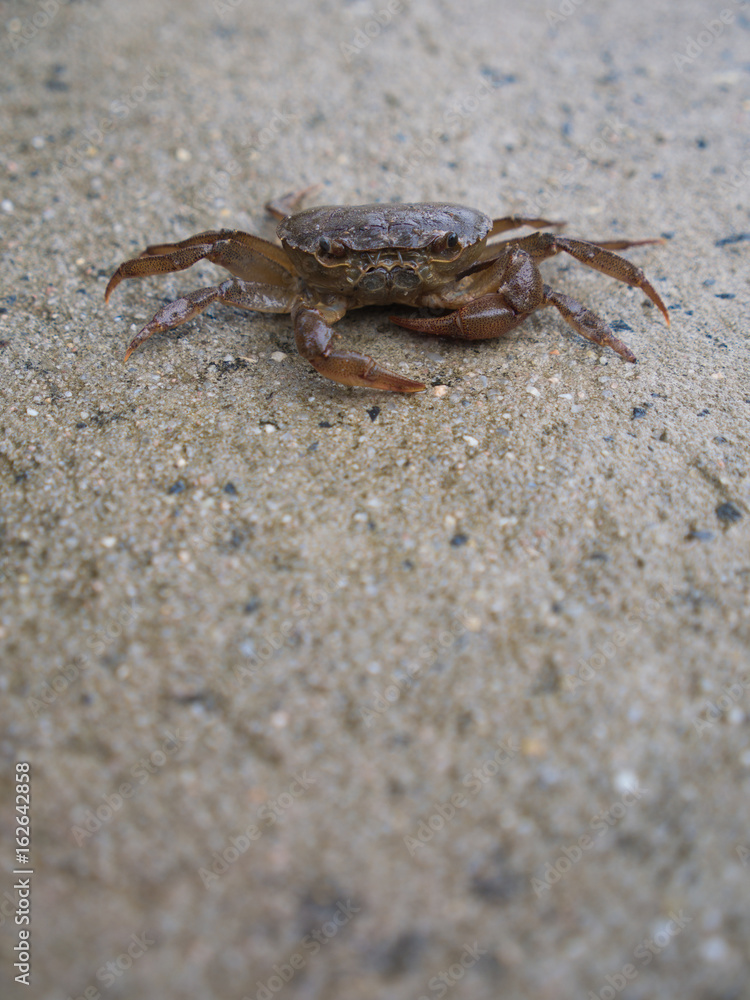 Field Crab Sitting Peacefully on Wet Floor Field Crab Sitting Peacefully on Wet Floor