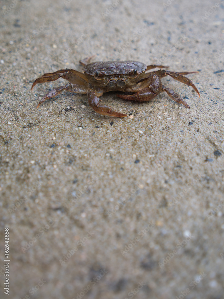 Field Crab Sitting Peacefully on Wet Floor