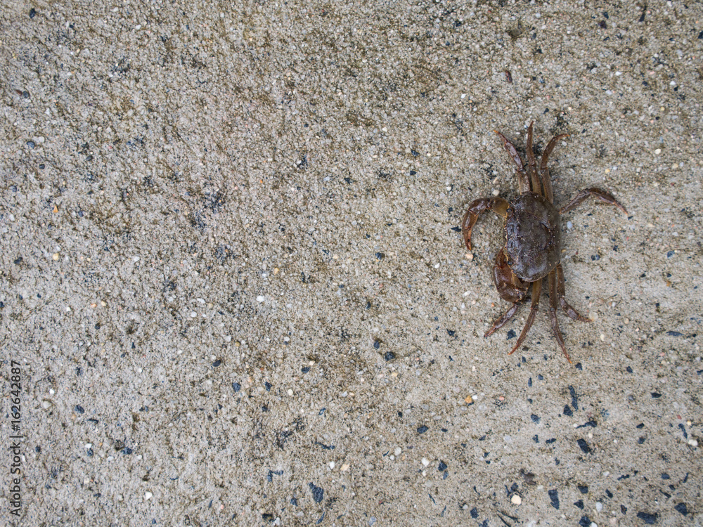 Field Crab Sitting Peacefully on Wet Floor