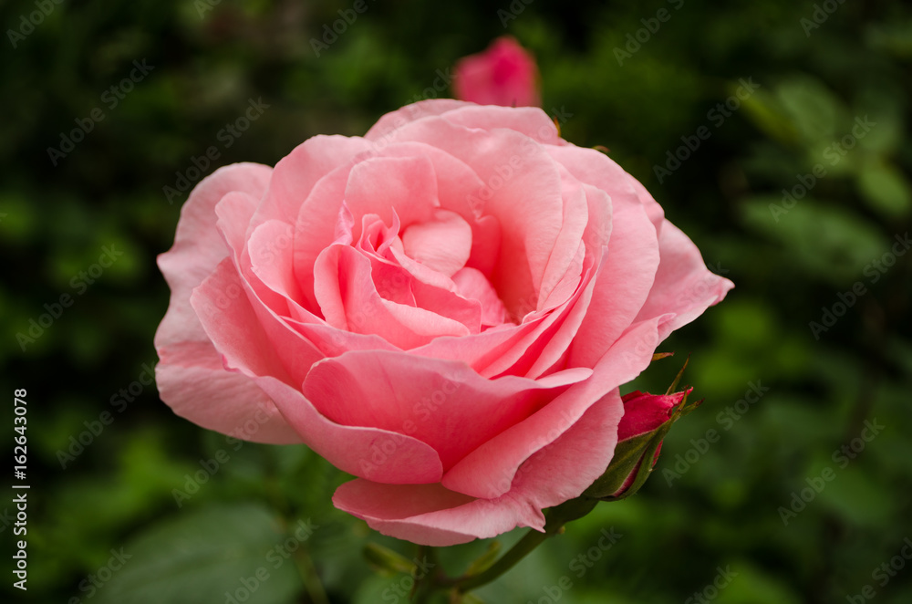 Pink rose in the garden nature