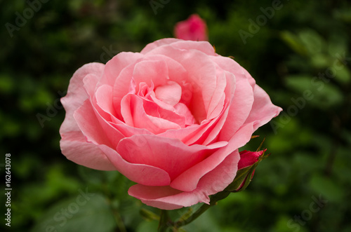 Obraz na płótnie Pink rose in the garden nature w salonie