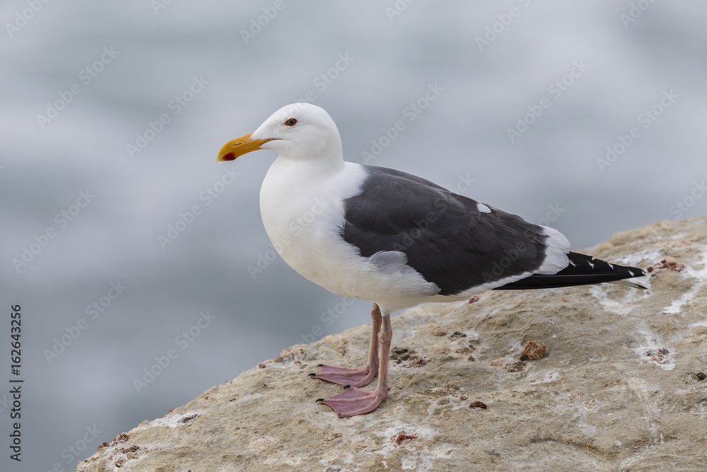 Obraz premium California Gull perched on a cliff next to the Pacific Ocean - San Diego, California