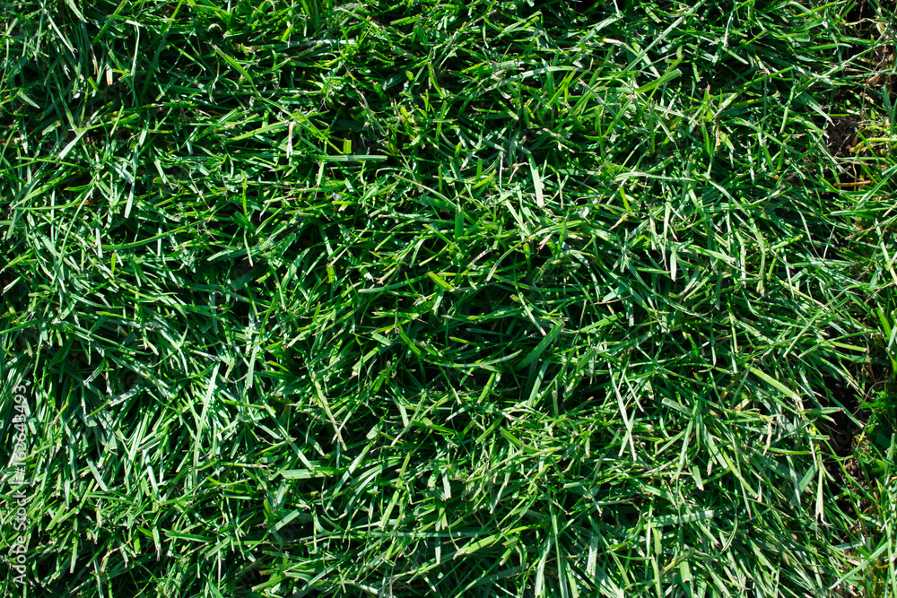 Green grass. Bright summer backgrounds Green grass. Bright summer backgrounds