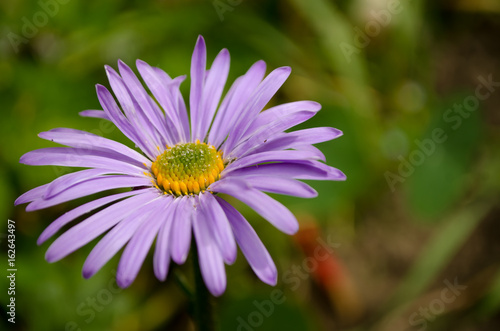 Obraz na płótnie Violet chamomile in the nature w salonie