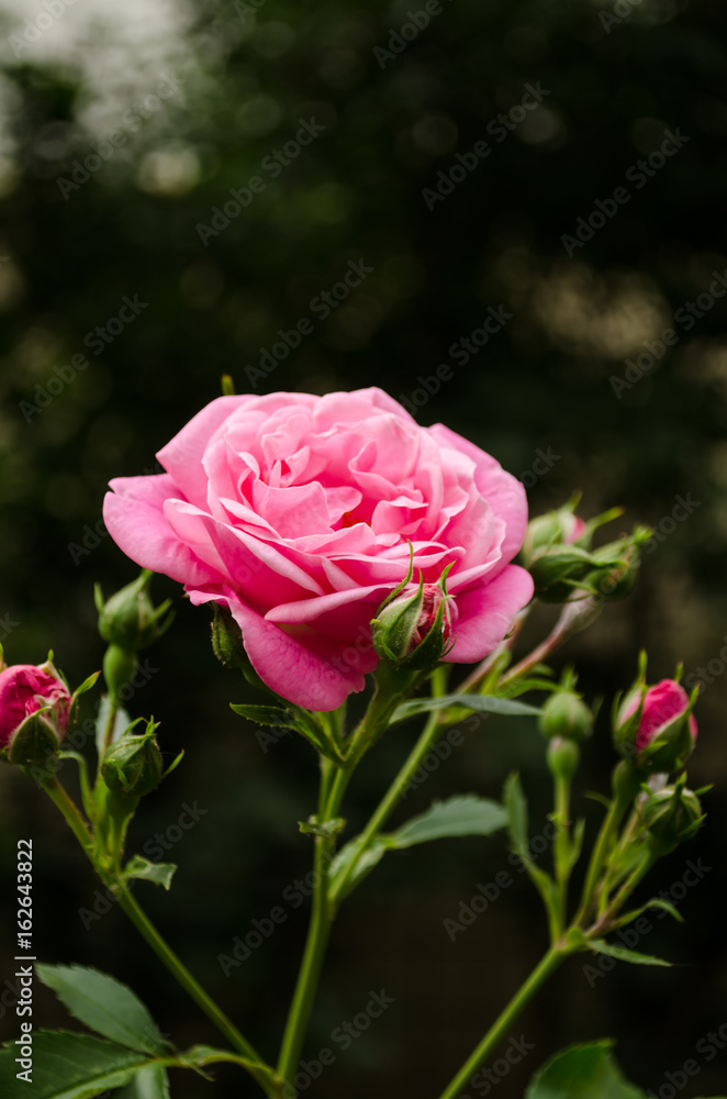 Pink rose in the garden nature Pink rose in the garden nature