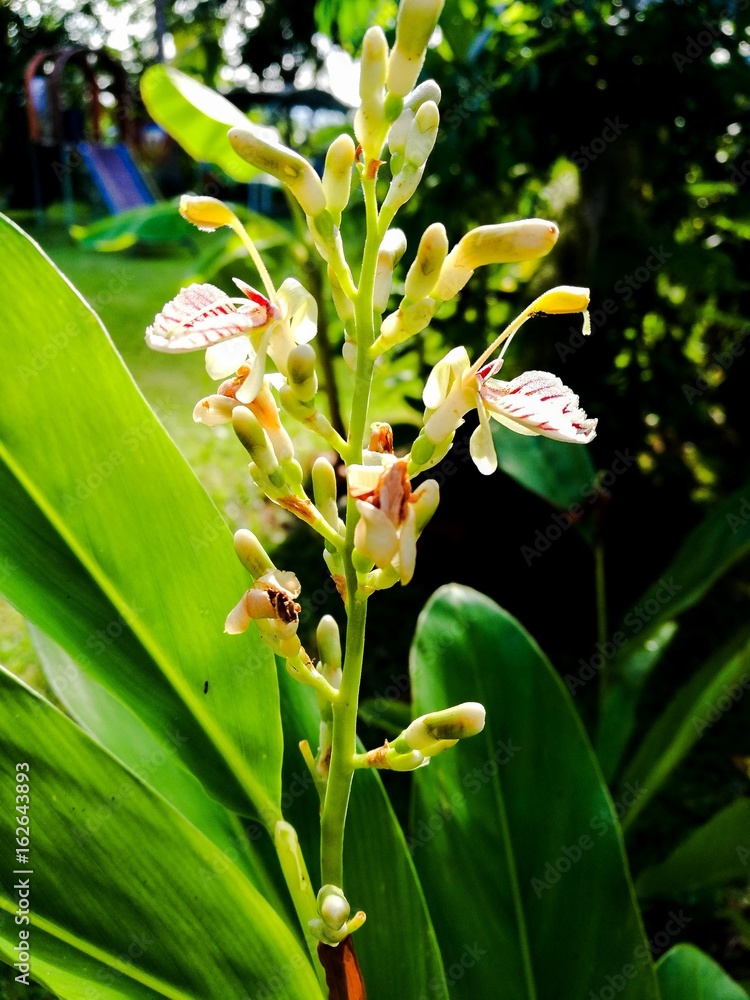 Obraz premium Alpinia galanga, (also Languas galanga),a plant in the ginger family, is an herb used in cooking, especially in Indonesian and Thai cuisines. 