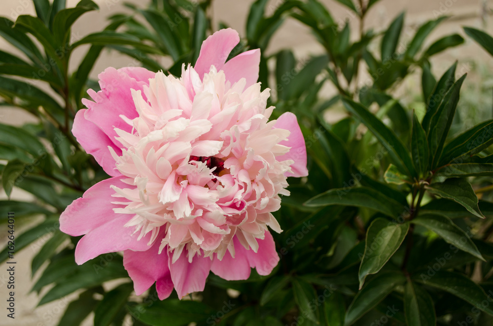 One pink peony in the garden