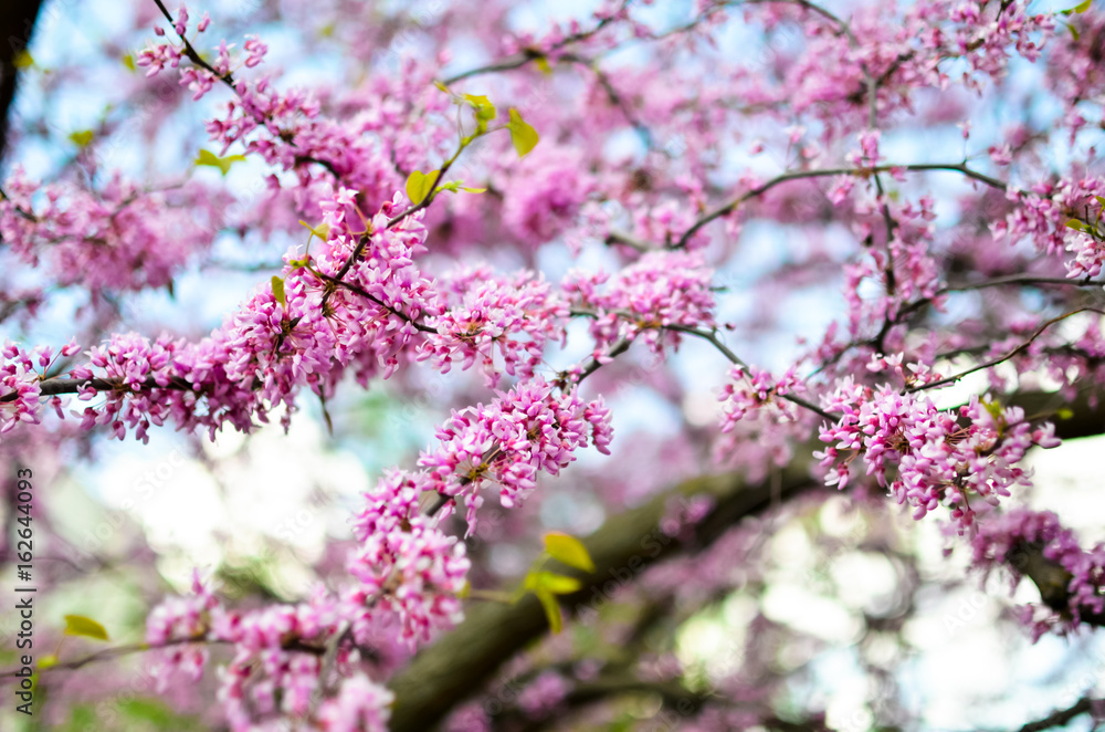 Purple Spring Blossom. Cercis Canadensis or Eastern Redbud Purple Spring Blossom. Cercis Canadensis or Eastern Redbud