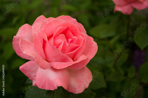 Obraz na płótnie Pink rose in the garden nature w salonie