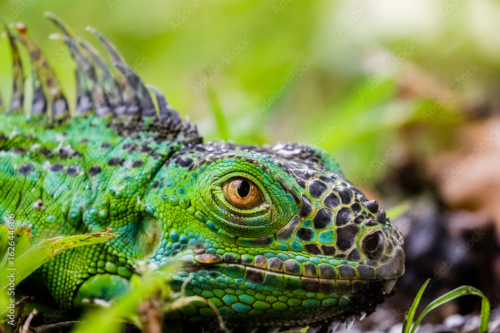Fototapeta premium A green iguana glares in the green grass