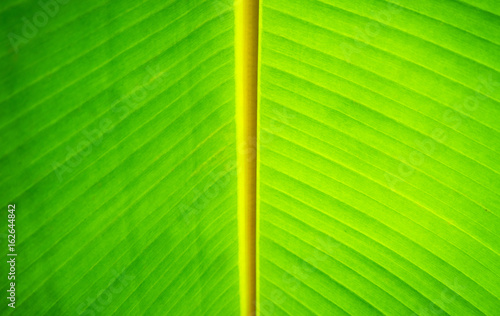Banana leaf on bright sunny.They are green.