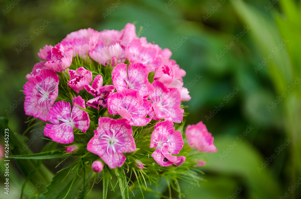 Dianthus chinensis fainbow pink in the nature