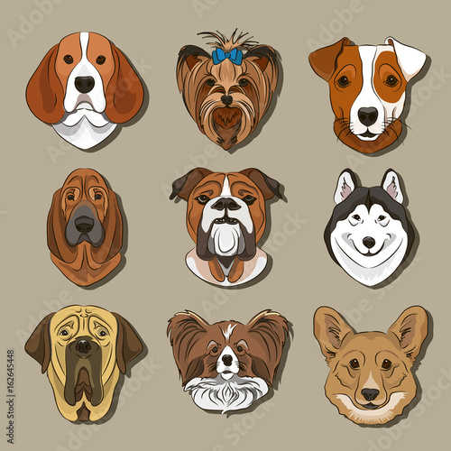 Vector illustration of different dogs breed