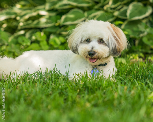 Coton de Tulear puppies playing in the sun on the grass