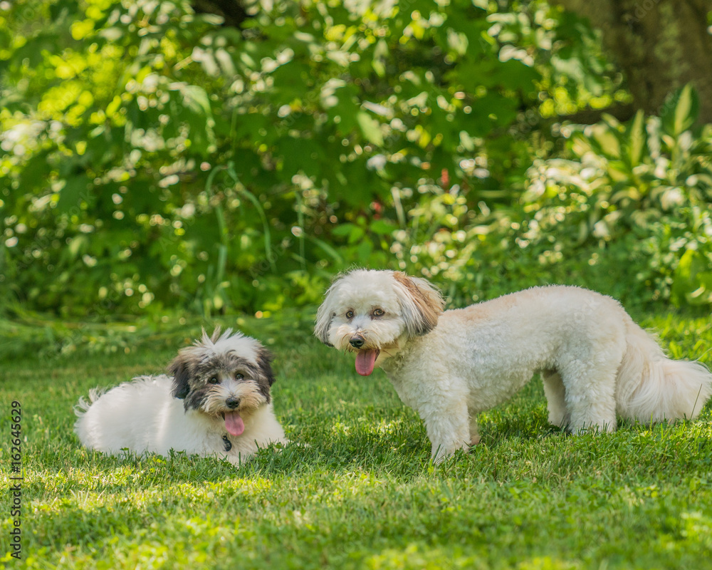 Coton de Tulear puppies playing in the sun on the grass Coton de Tulear puppies playing in the sun on the grass
