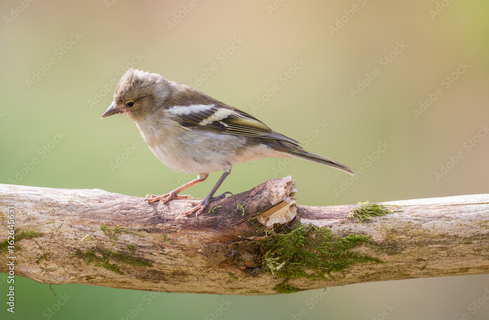Fototapeta premium Pinson des arbres juvénile