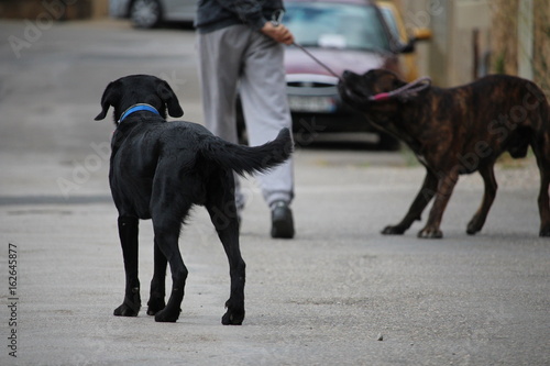 chiens en promenade labrador noir