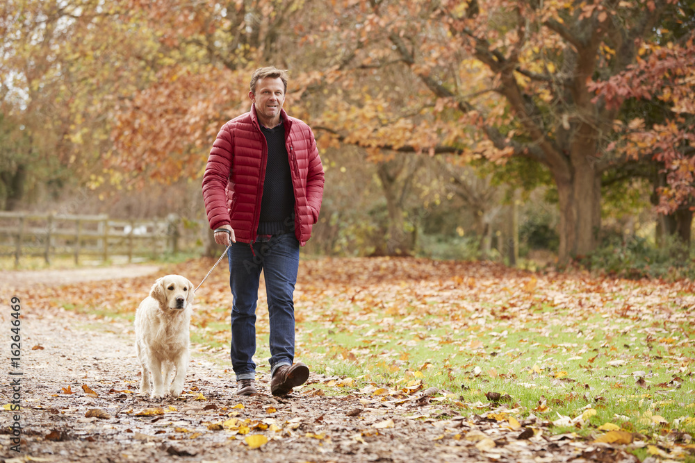 Mature Man On Autumn Walk With Labrador Mature Man On Autumn Walk With Labrador