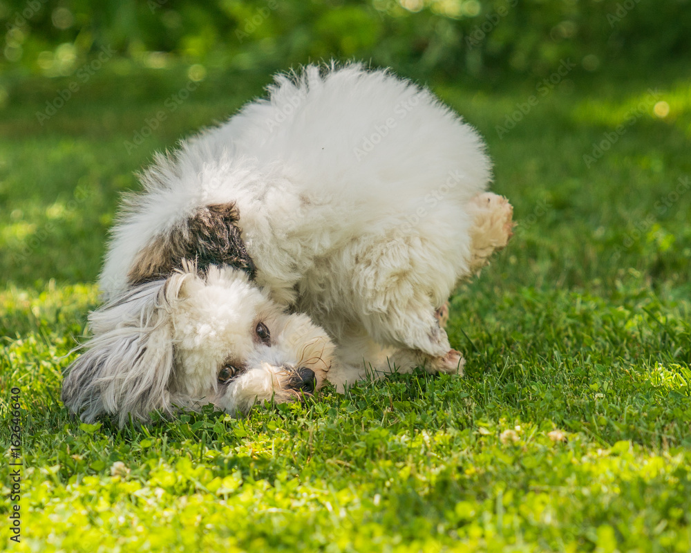 Coton de Tulear terrier dogs playing in a grassy park. Coton de Tulear terrier dogs playing in a grassy park.