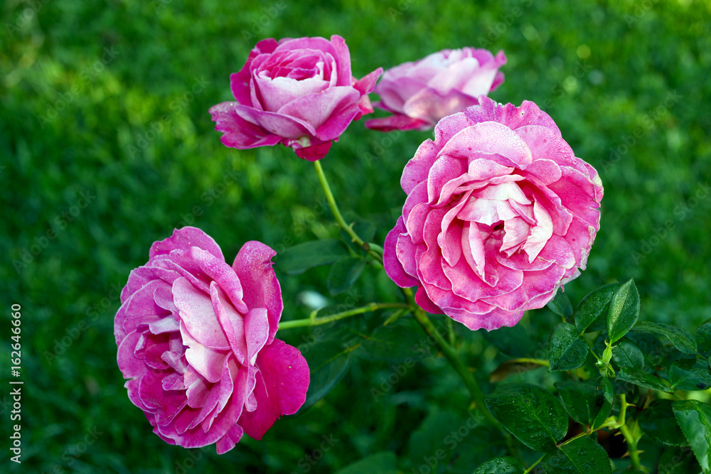 Obraz premium A rose is a woody perennial flowering plant of the genus Rosa, in the family Rosaceae, or the flower it bears. There are over a hundred species and thousands of cultivars.