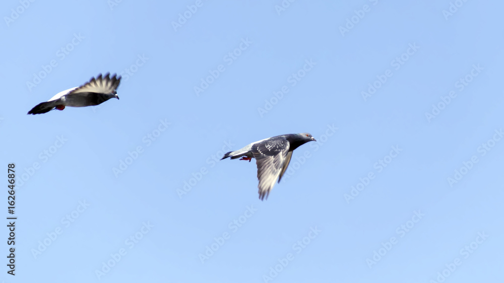 Couple of pigeons fly in the blue sky Couple of pigeons fly in the blue sky