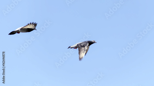 Couple of pigeons fly in the blue sky