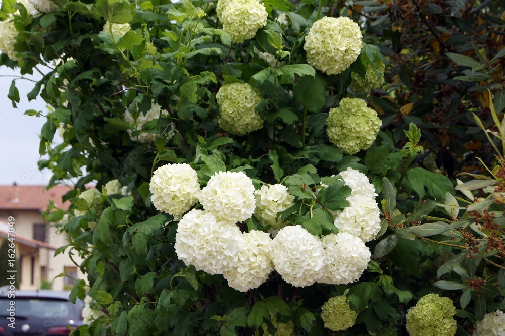 flower flower