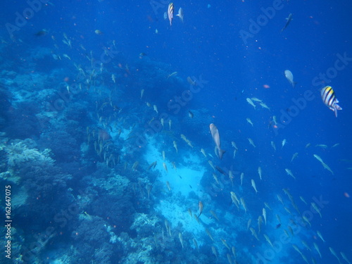 Sea Fish, Saltwater Fish / Mnemba Island, Zanzibar Island, Tanzania, Indian Ocean, Africa