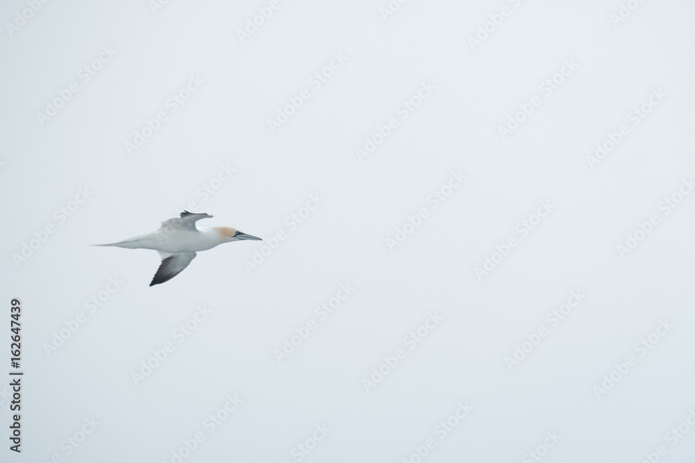 Obraz premium Gannet in flight