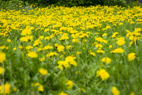 Forest glade covered with yellow dandelions © Emilia Harden