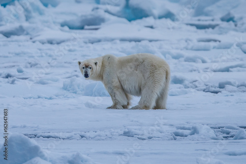 Polar Bear (Ursus maritimus),