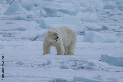 Polar Bear (Ursus maritimus),