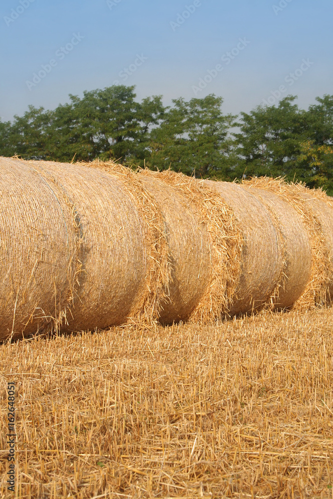 Fototapeta premium Balle di fieno secco su campo in estate 