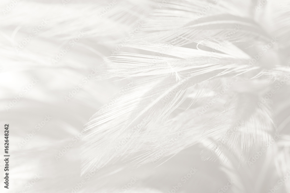 white feather texture background