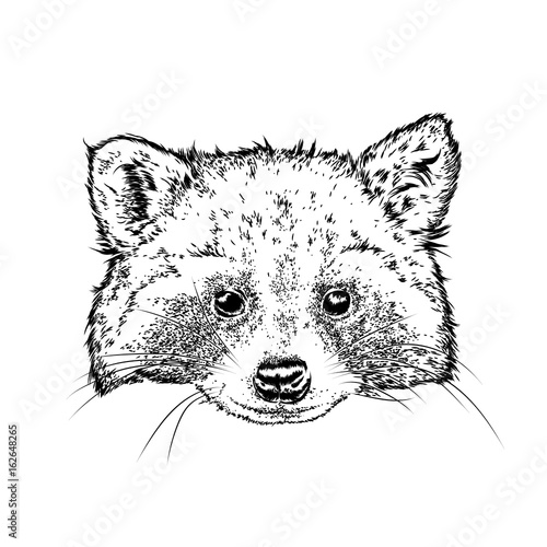 A cute raccoon. Vector illustration for a postcard or a poster, print for clothes. Wild animal in clothes.